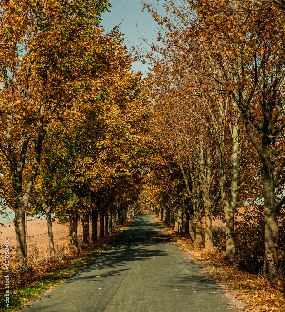 Fall trees road