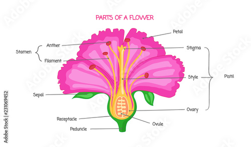 Part of a flower biological diagram, vector illustration drawing with educational scheme.