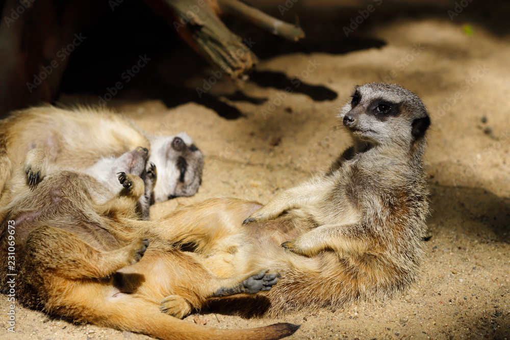Relax of wild African Meerkat (Suricata suricatta) family Relax of wild African Meerkat (Suricata suricatta) family