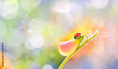 A small red ladybird is walking around the flower