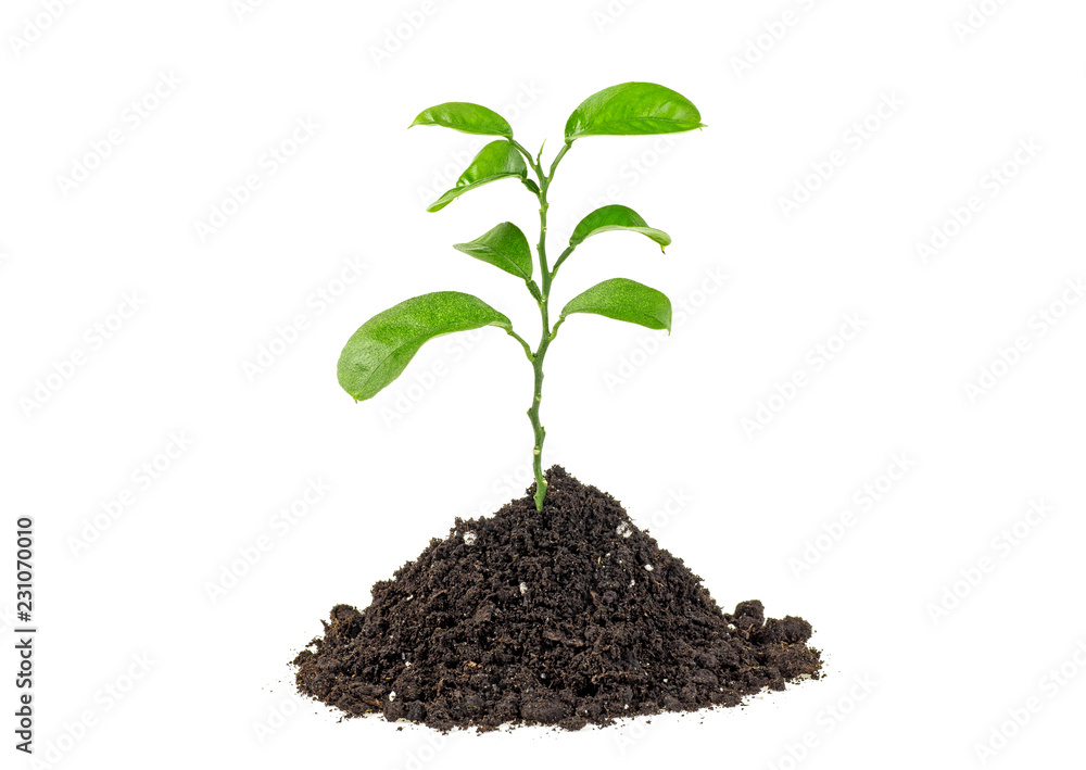Green sprout growing out from soil isolated, white background. Green sprout growing out from soil isolated, white background.