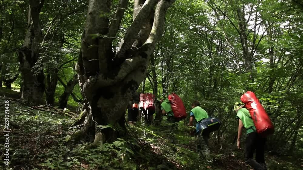 A group of tourists with backpacks go through the woods, steadicam shot. A group of tourists with backpacks go through the woods, steadicam shot.