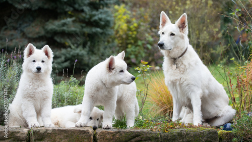Drei weisse kuschelige Hundebabys sitzen mit ihrer Mutter beisammen