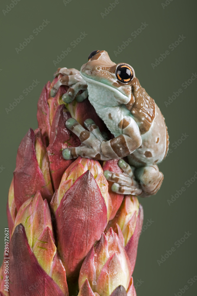 Fototapeta premium Vietnamese Cave Gecko (Goniurosaurus araneus)/Vietnamese Cave Gecko climbing down a tropical flower