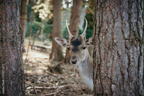 Roe deer in forest © GetFocusArt