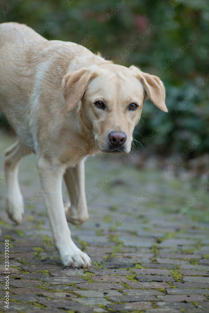 Labrador retriever läuft in einer Einfahrt der Kamera entgegen Labrador retriever läuft in einer Einfahrt der Kamera entgegen