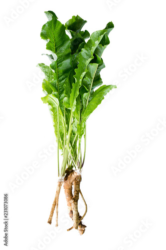 Fototapete horseradish with roots isolated on white background