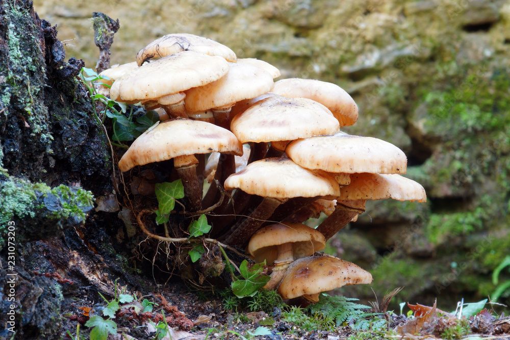mushrooms in the wood in autumn mushrooms in the wood in autumn