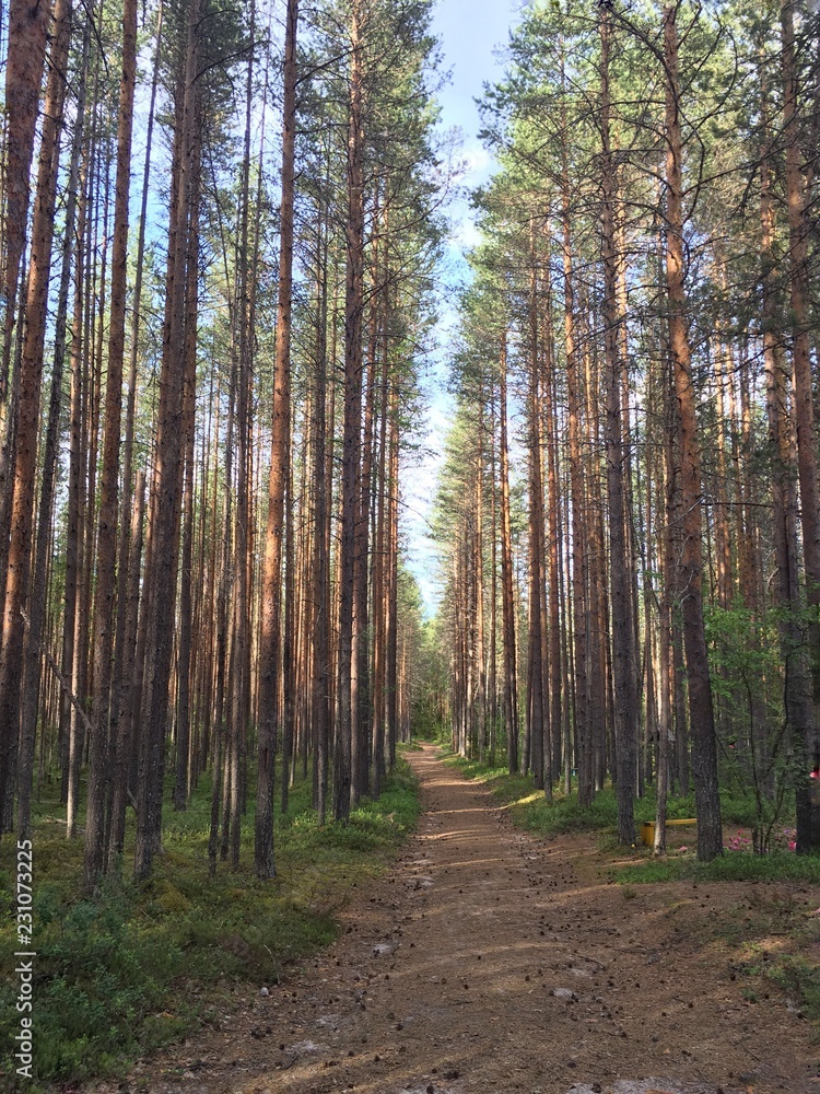 Obraz premium Forest landscape