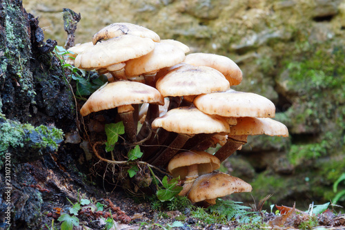mushrooms in the wood in autumn