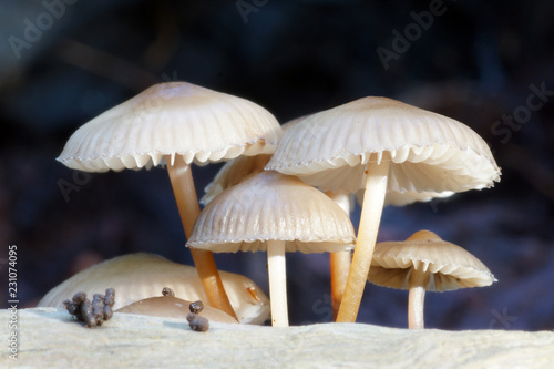 small hats in the forest