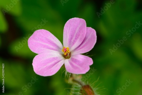 Schilderij op canvas Macro shot of a herb-Robert (geranium robertianum) flower