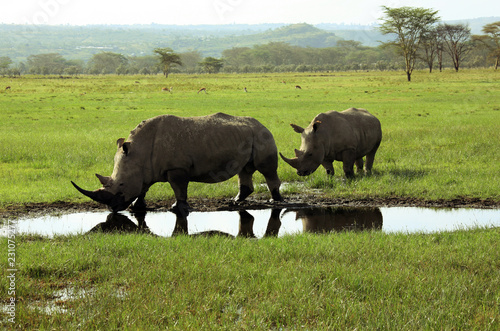 Two white rhinos in Masai Mara National Park   Africa