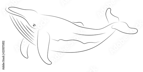 Fototapeta Naklejka Na Ścianę i Meble -  Black line whale on white background. Hand drawing vector. Sketch style graphic animal.