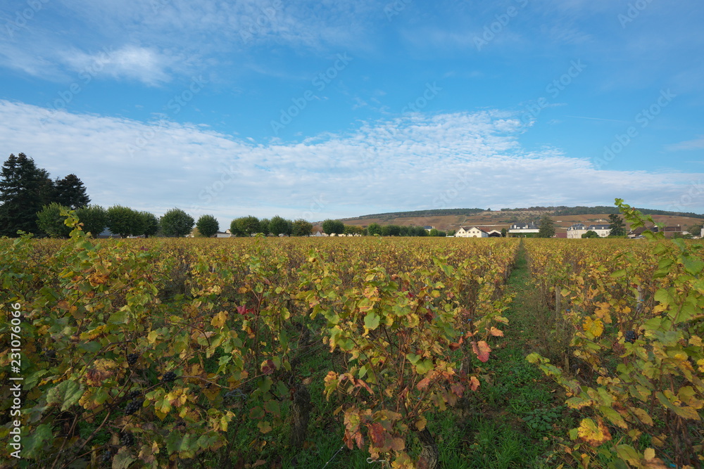 Vosne-Romanee,France-October 15, 2018: Vineyard in Vosne-Romanee, Cote de Nuits, Bourgogne, France, in Autumn