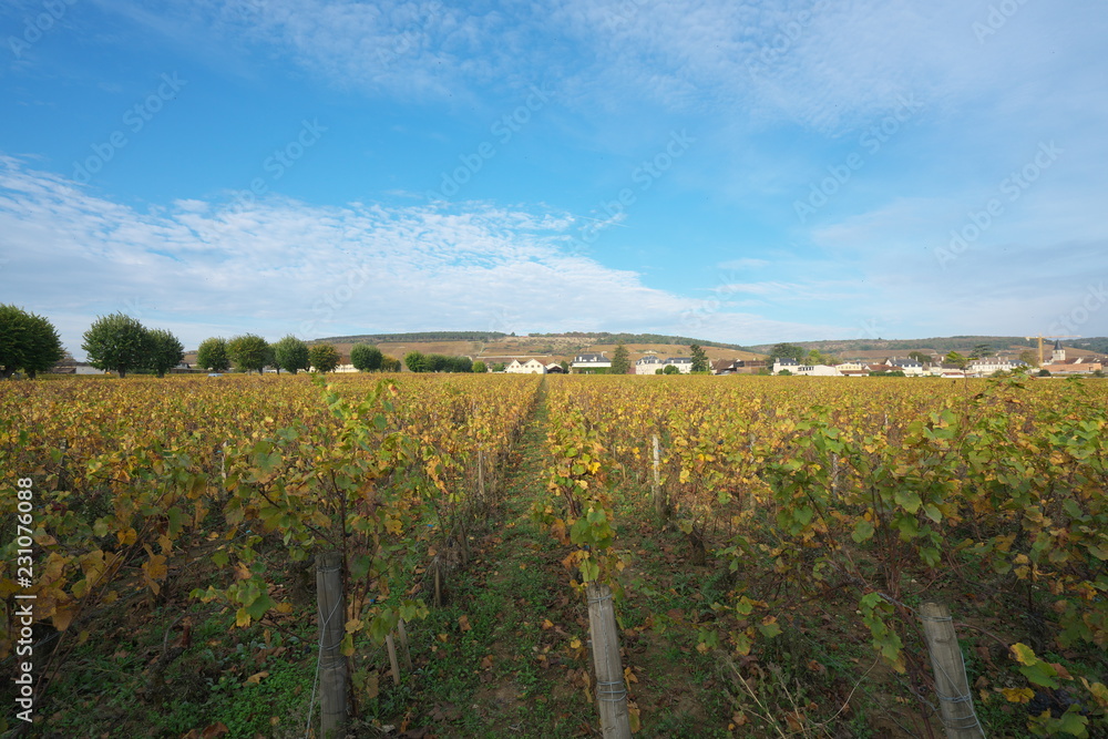 Fototapeta premium Vosne-Romanee,France-October 15, 2018: Vineyard in Vosne-Romanee, Cote de Nuits, Bourgogne, France, in Autumn