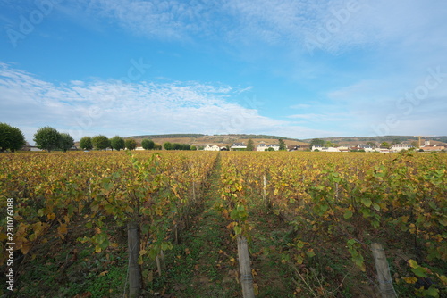 Vosne-Romanee,France-October 15, 2018: Vineyard in Vosne-Romanee, Cote de Nuits, Bourgogne, France, in Autumn photo