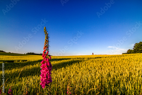 Fingerhut im Getreidefeld