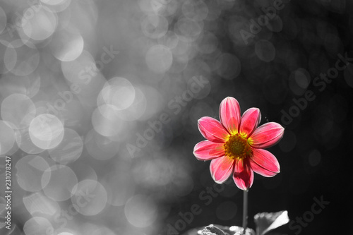 Fototapeta Naklejka Na Ścianę i Meble -  Dahlia is a beautiful and colorful flower loved by gardeners.