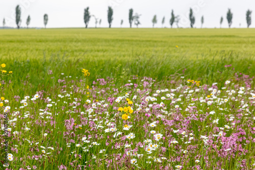 Blumenwiese im Frühling vor einer Allee