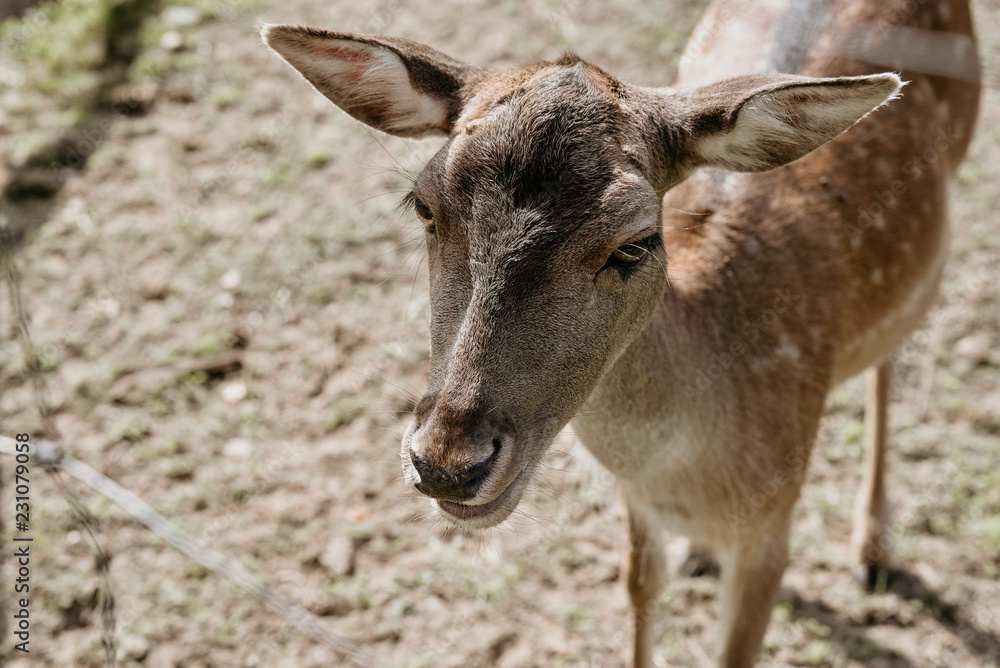 Fototapeta premium Roe deer in forest
