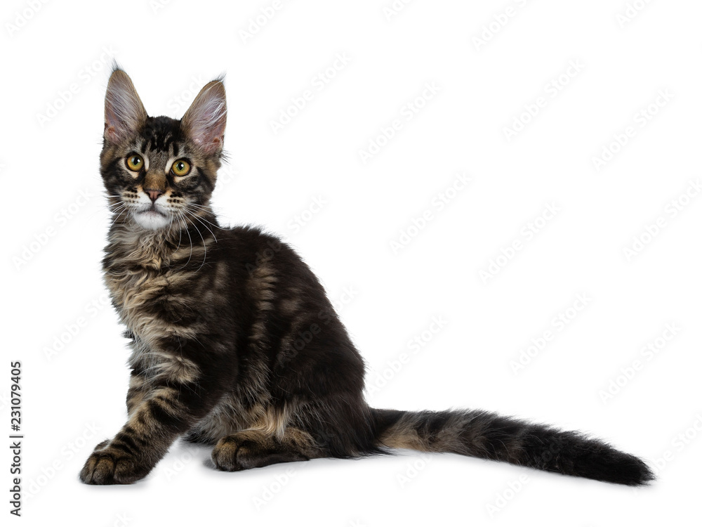 Maine Coon Kittens for Sale - Dark Paws Maine Coon Kittens