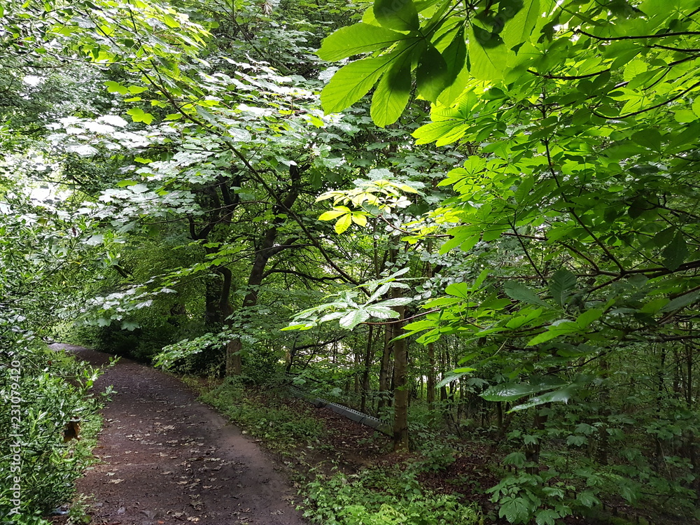 Obraz premium Foliage