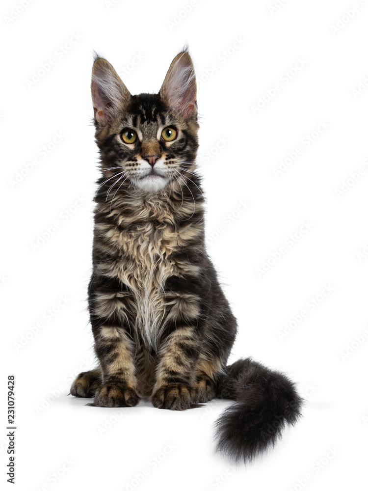 Handsome dark black tabby Maine Coon cat kitten sitting front view straight up with tail curled around body looking curious straight at camera. Isolated on a white background.