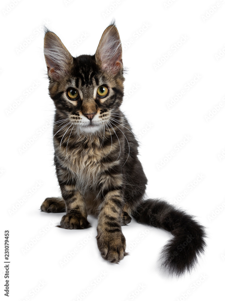 Obraz premium Handsome dark black tabby Maine Coon cat kitten sitting front view bending forwards looking curious straight at camera. Isolated on a white background.