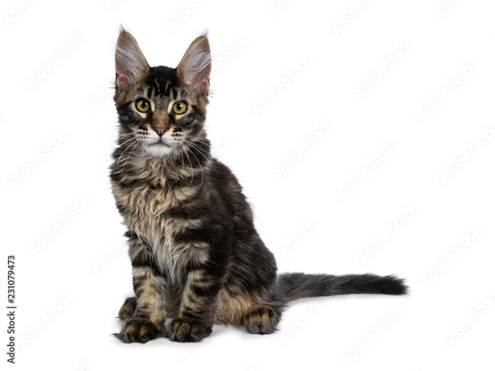 Handsome dark black tabby Maine Coon cat kittin sitting half side ways looking straight at camera. Isolated on a white background.