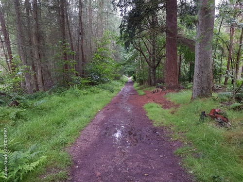 Muddy forest trail (Templeton woods)