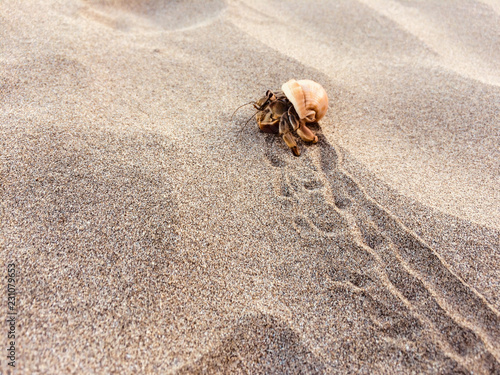 Fotografie, Tablou hermit crab on beach  - crab inside shell  -