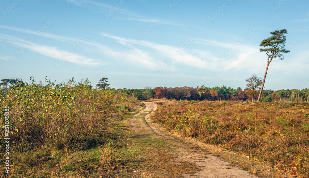 Meandering sandy path through a large Dutch nature reserve with forest and heath in the autumn season