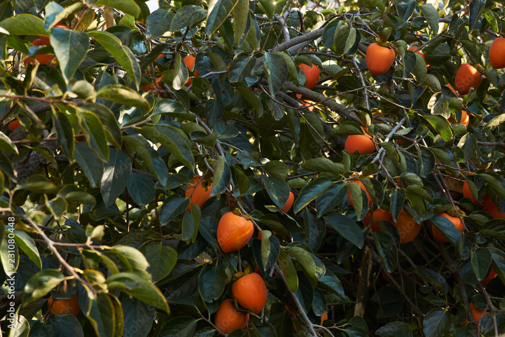 Agriculture and harvesting concept with fresh persimmon fruits , farm garden with persimmon trees 