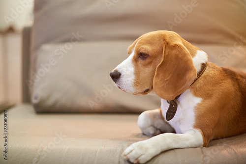 Beagle dog live in apartment