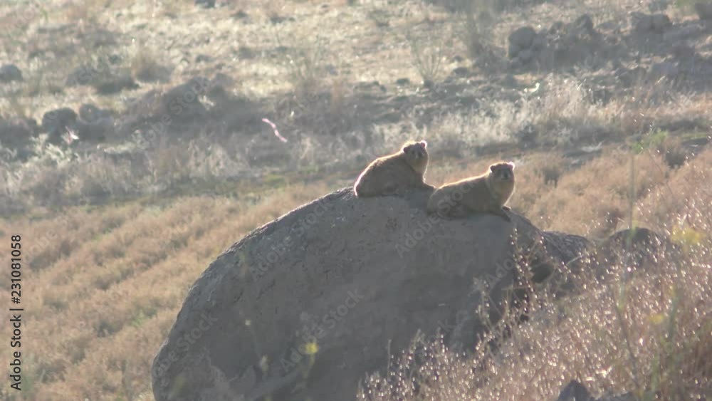 The rock hyrax, dassy, rock badger, rock rabbit, or Cape hyrax enjoy