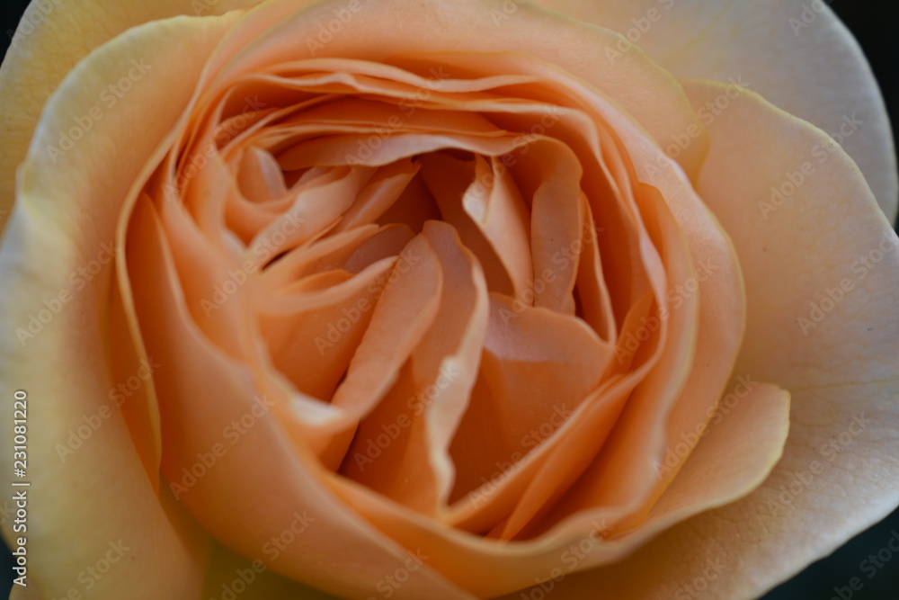 close up rose