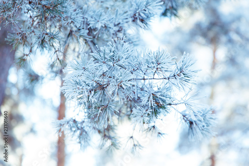 Pine branch in frost. Winter Christmas forest.