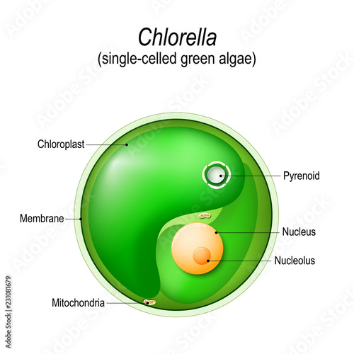 Chlorella. Anatomy of the single-celled green algae.
