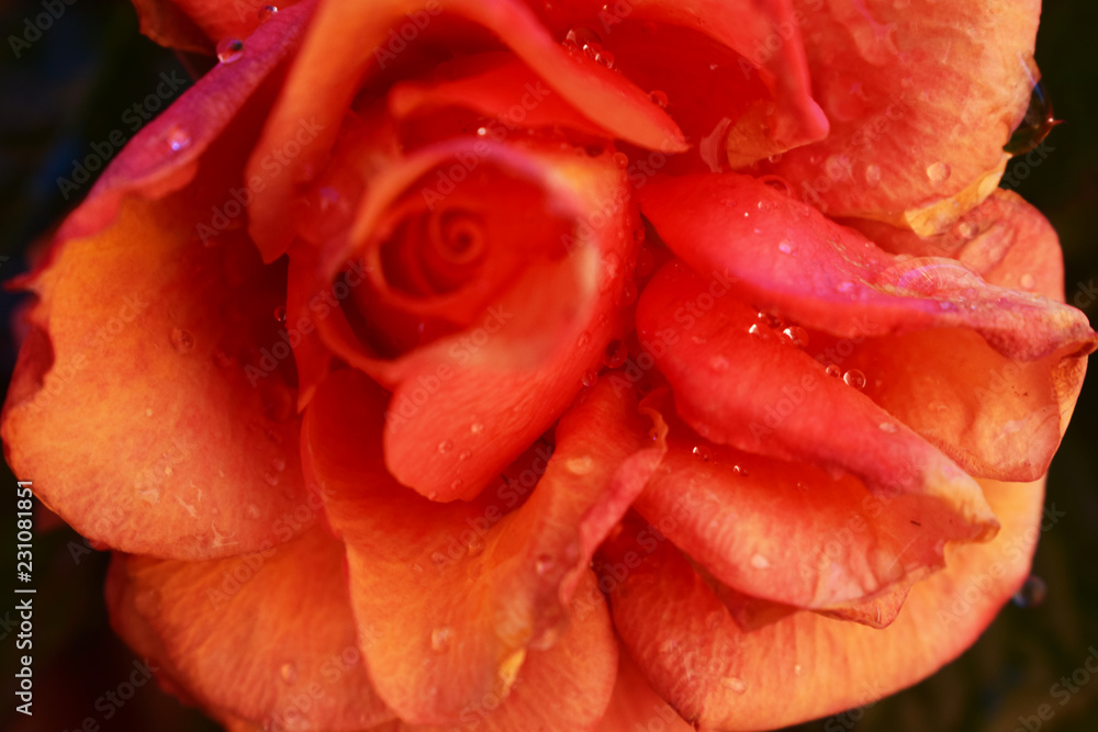 Roses Roses