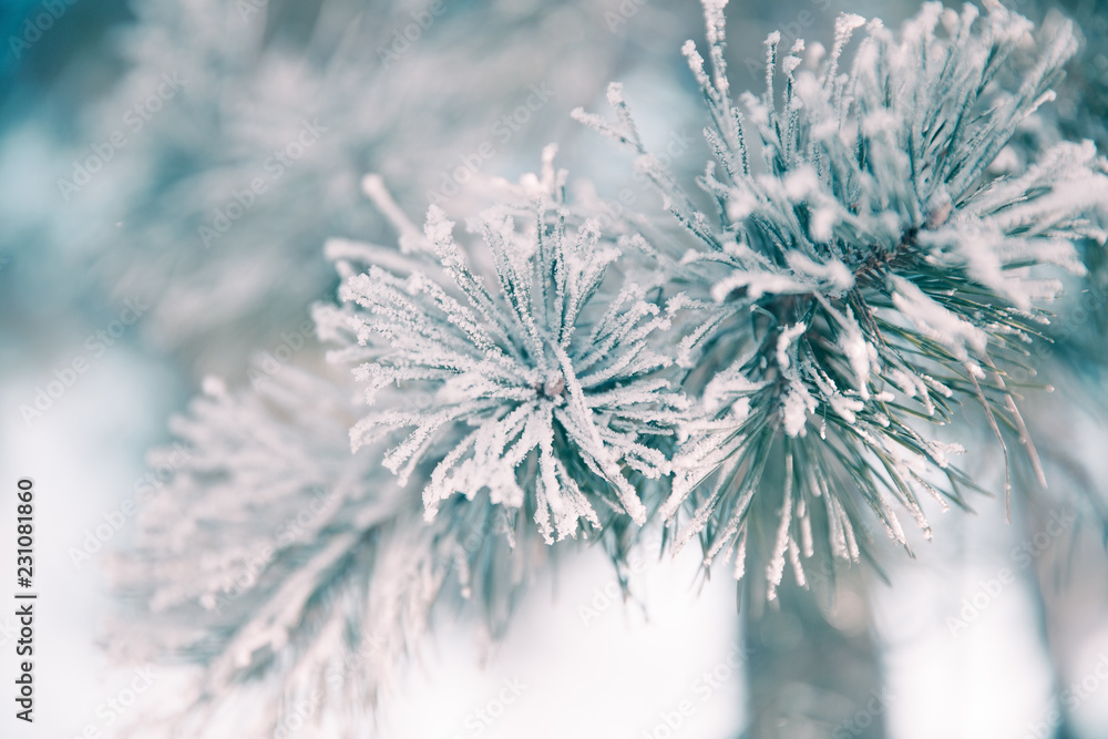 Pine branch in frost. Winter Christmas forest. Pine branch in frost. Winter Christmas forest.