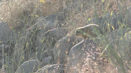 The rock hyrax, dassy, rock badger, rock rabbit, or Cape hyrax enjoy the sunset in Northern Israel.