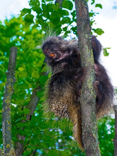 Tree Porcupine Climb photo