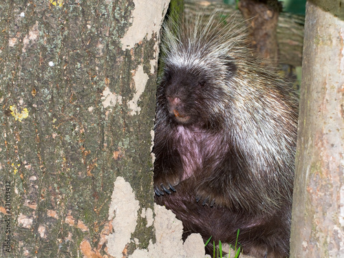 Hiding tree porcupine photo