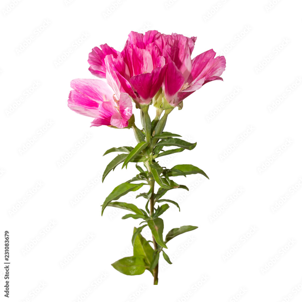 Godetia flower isolated. A branch of beautiful pink and purple spring flowers.