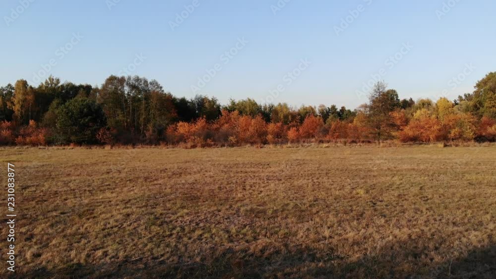 A forest glade bathed in the light of the setting sun. A forest glade bathed in the light of the setting sun.