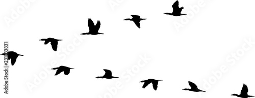 flight formation of birds