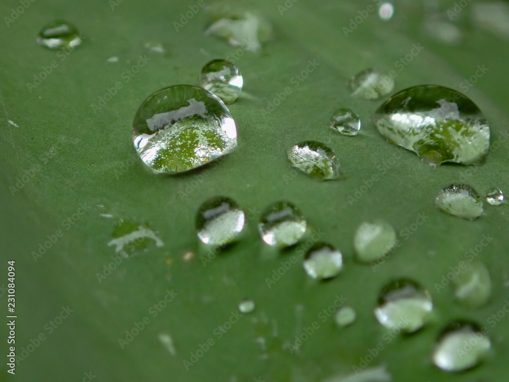 Raindrops on leaves close-up