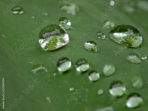 Raindrops on leaves close-up