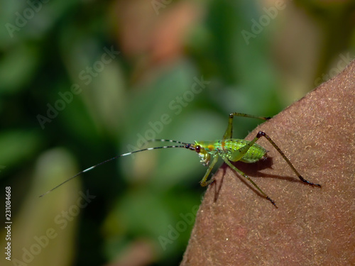 Bright green Grasshopper on leaf, close-up